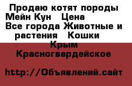 Продаю котят породы Мейн Кун › Цена ­ 12 000 - Все города Животные и растения » Кошки   . Крым,Красногвардейское